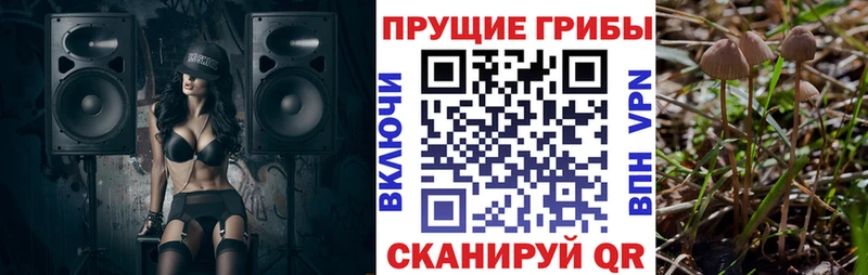 купить наркотики цена  darknet Telegram  hydra   Псилоцибиновые грибы Psilocybine cubensis  Дзержинский 